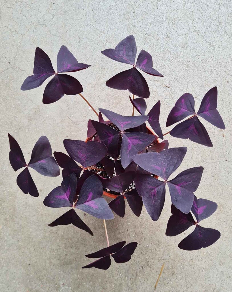 Oxalis triangularis pourpre_23 Degre_Pot de 12/13cm