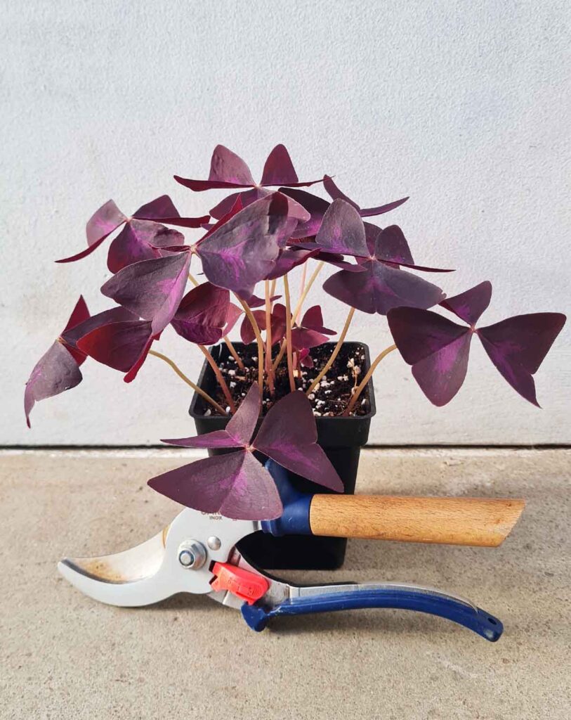 Oxalis triangularis pourpre_23 Degre_Pot de 12/13cm