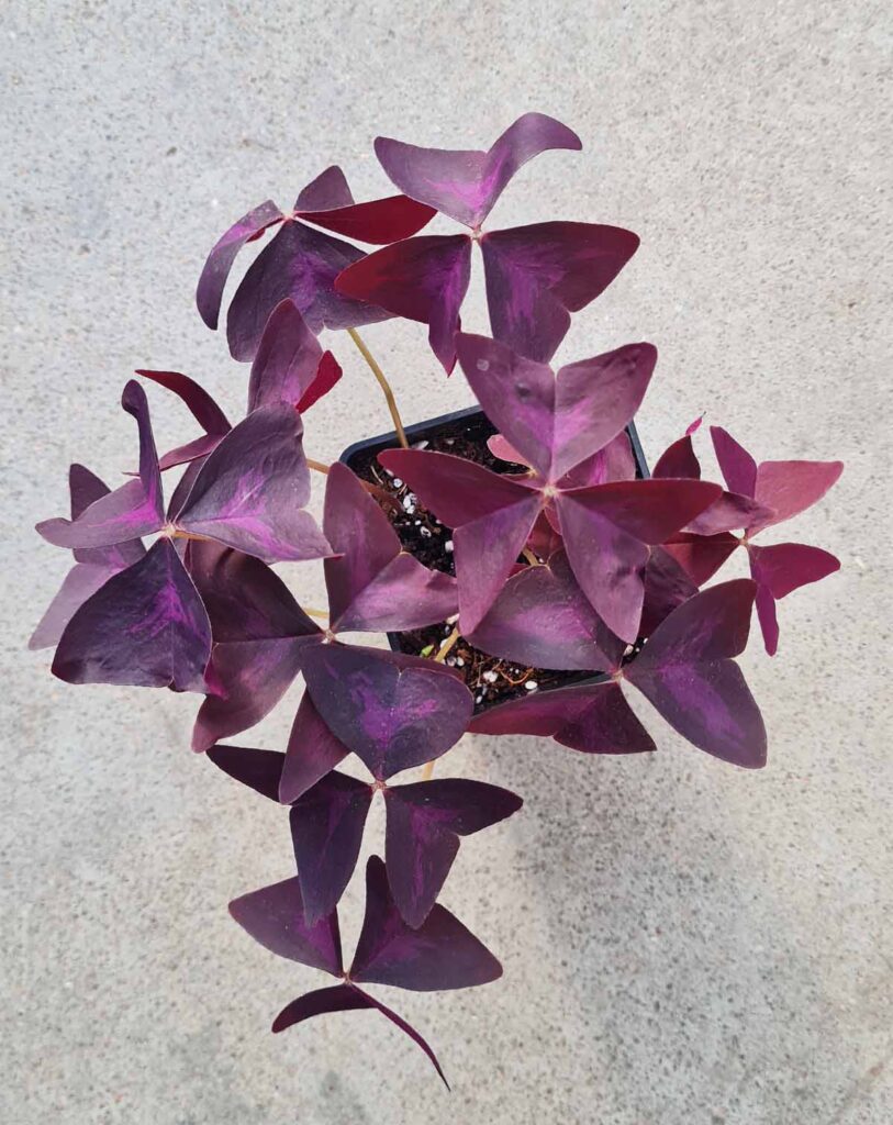 Oxalis triangularis pourpre_23 Degre_Pot de 12/13cm