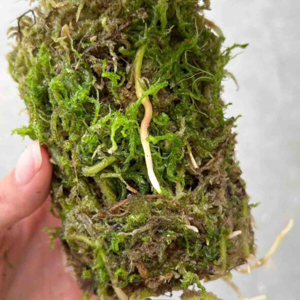 Sphaigne Vivante - Sphaigne Pour Plante - Mousse De Sphaigne - Sphaigne Vivante Pour Plante +/- 5L - Image 8
