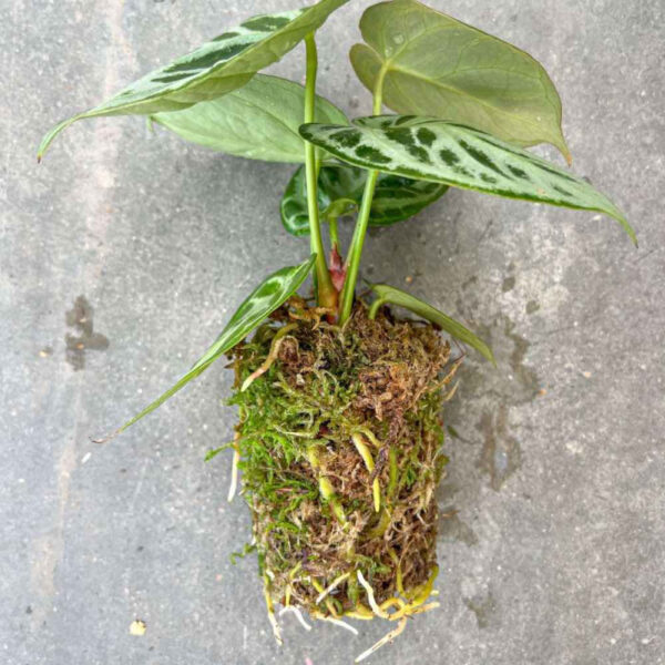 Sphaigne Vivante - Sphaigne Pour Plante - Mousse De Sphaigne - Sphaigne Vivante Pour Plante +/- 5L - Image 5