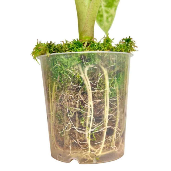 Sphaigne Vivante - Sphaigne Pour Plante - Mousse De Sphaigne - Sphaigne Vivante Pour Plante +/- 5L - Image 4