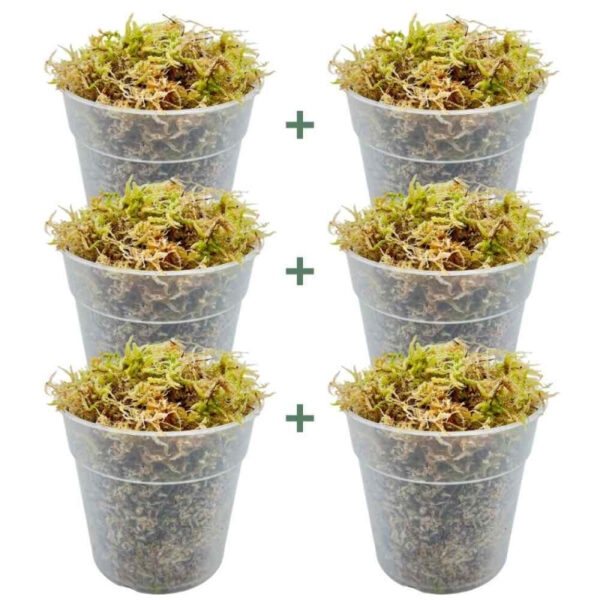 Sphaigne Vivante - Sphaigne Pour Plante - Mousse De Sphaigne - Sphaigne Vivante Pour Plante +/- 5L - Image 3