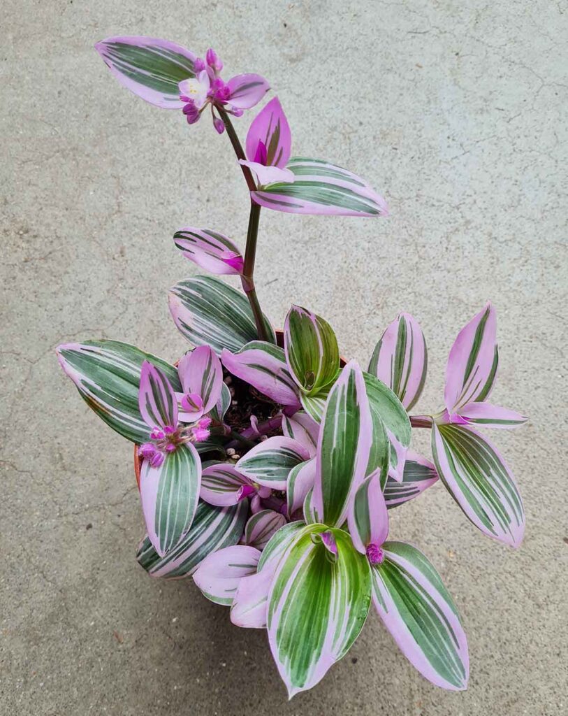 Tradescantia blossfeldiana &lsquo;Nanouk&rsquo;_23 Degre_Pot de 6cm