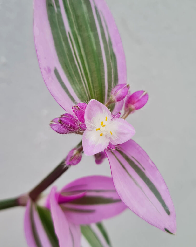 Tradescantia blossfeldiana &lsquo;Nanouk&rsquo;_23 Degre_Pot de 6cm