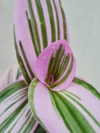 Tradescantia blossfeldiana 'Nanouk'