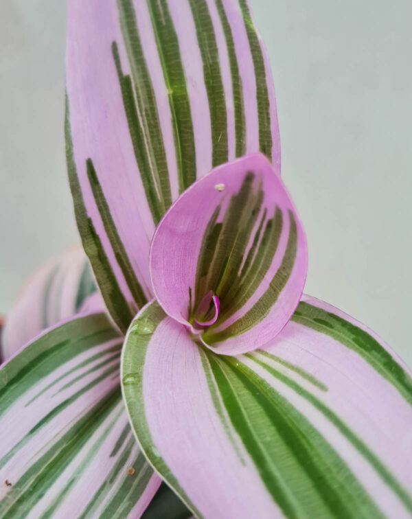 Tradescantia blossfeldiana 'Nanouk'