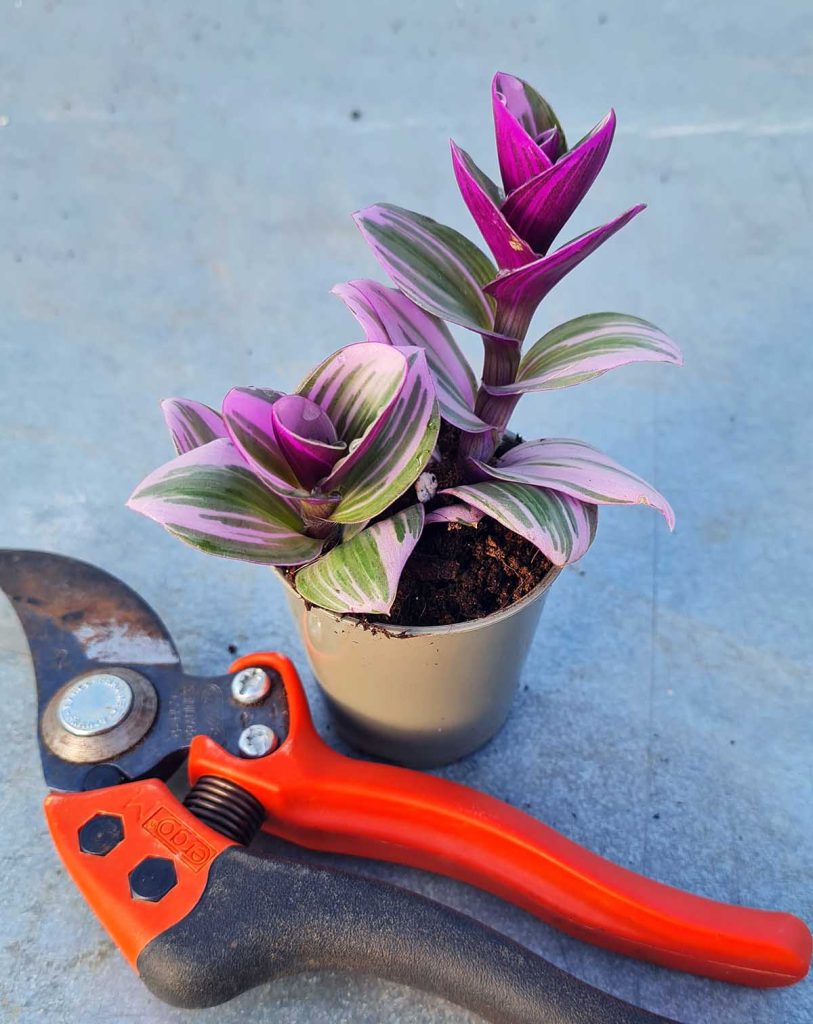 Tradescantia blossfeldiana &lsquo;Nanouk&rsquo;_23 Degre_Pot de 6cm
