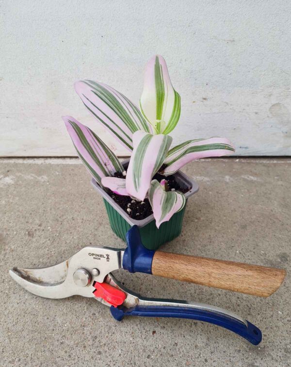 Tradescantia blossfeldiana 'Nanouk' – Image 2