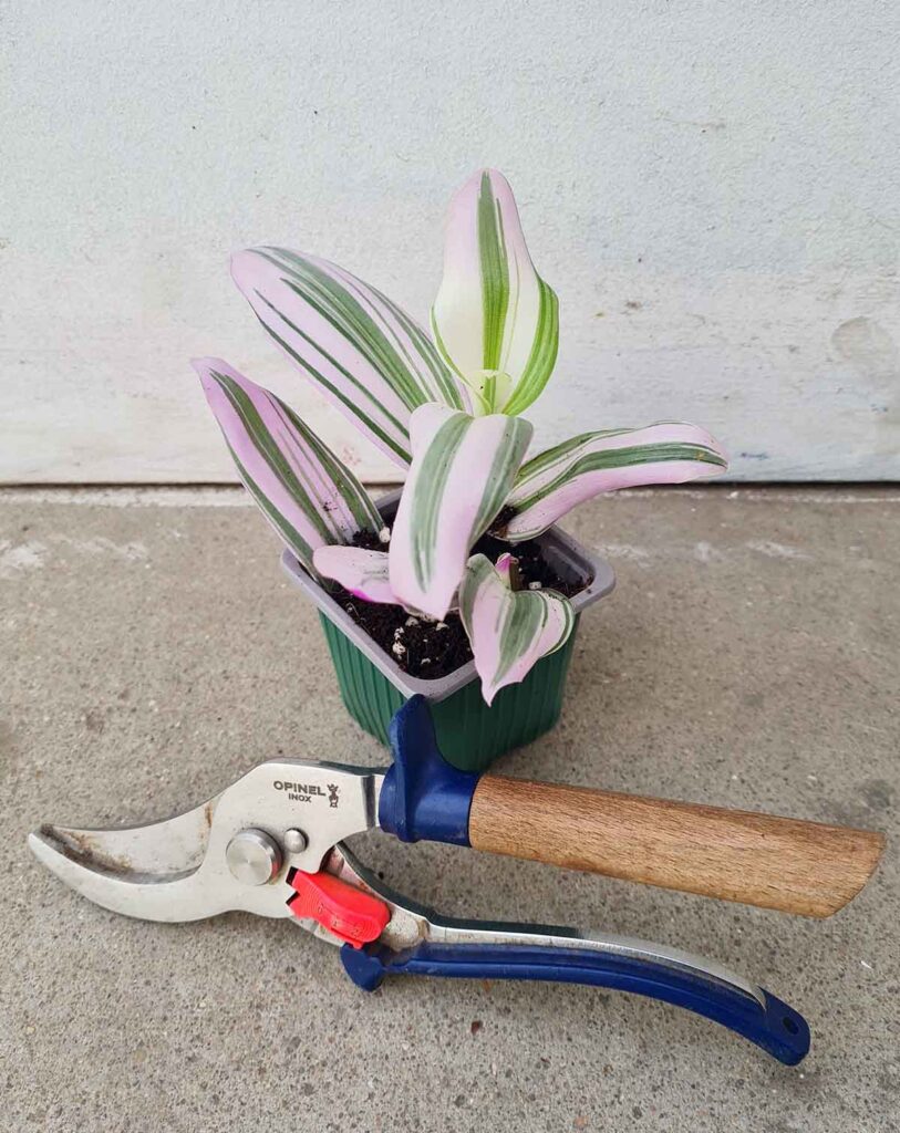 Tradescantia blossfeldiana &lsquo;Nanouk&rsquo;_23 Degre_Pot de 6cm
