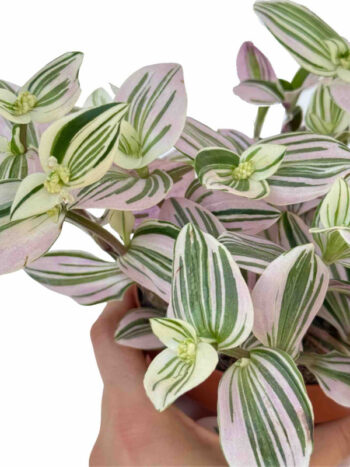 Tradescantia Unicorn