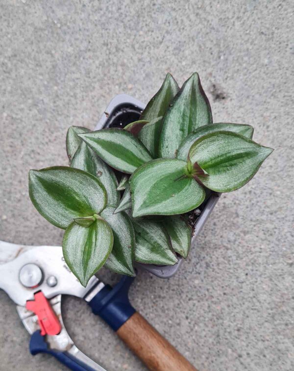 Tradescantia zebrina – Image 2