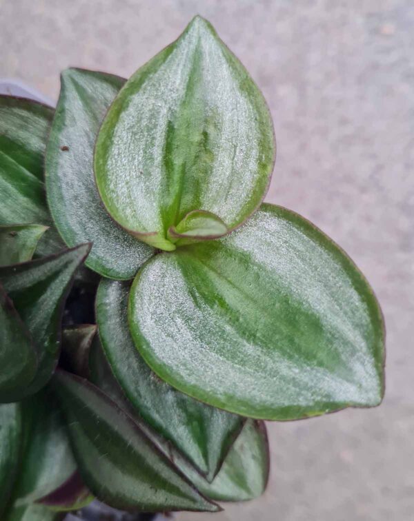 Tradescantia zebrina