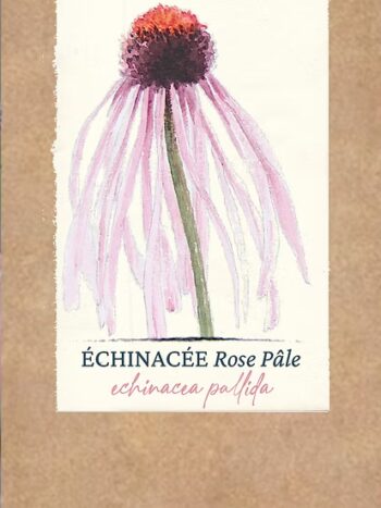 Échinacée Pallida BIO