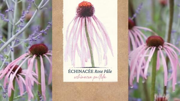 Échinacée Pallida BIO