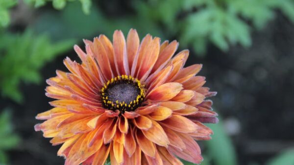 Rudbeckia "Sahara" – Image 9