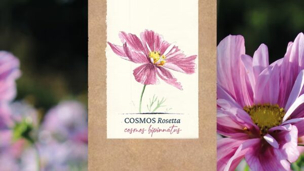 Cosmos "Rosetta" BIO