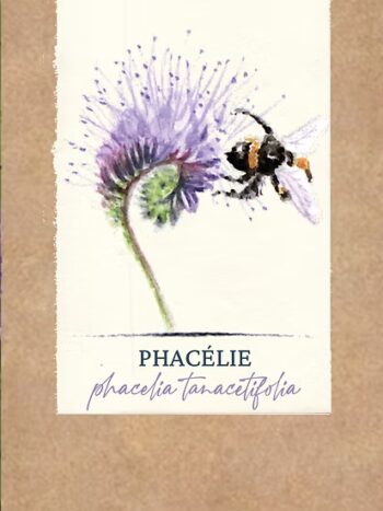 Phacélie BIO