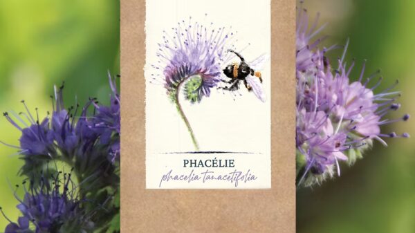Phacélie BIO