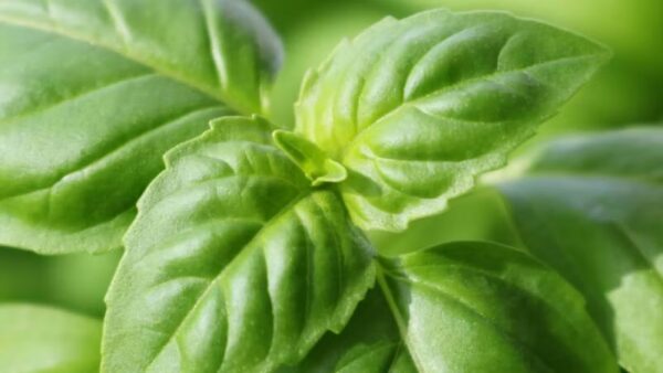 Basilic "Genovese" BIO – Image 2