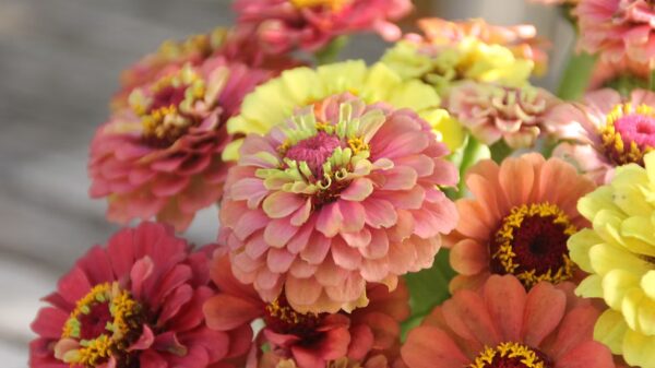 Zinnia "Queen Lime Red" – Image 2