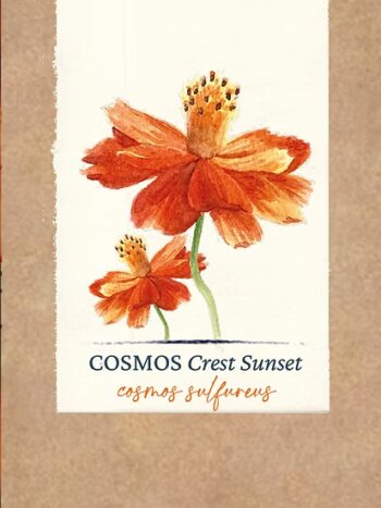 Cosmos "Crest Sunset"