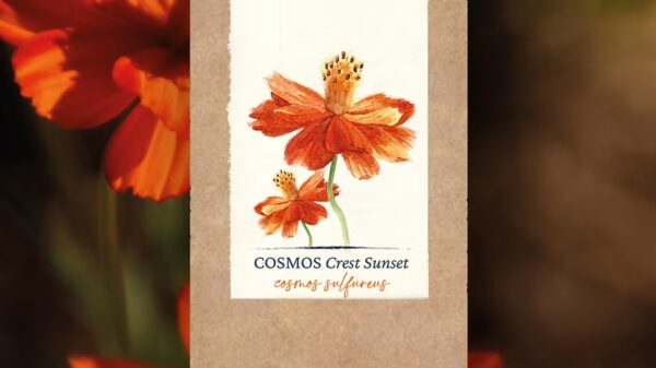 Cosmos "Crest Sunset"