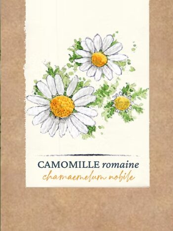 Camomille Romaine BIO