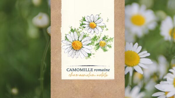 Camomille Romaine BIO