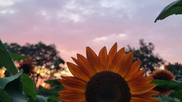 Tournesol "Evening Sun" BIO – Image 3