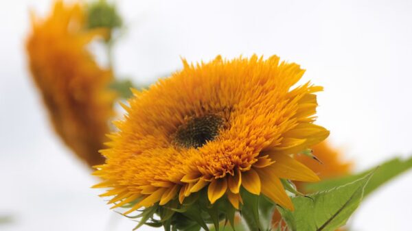 Tournesol "Semi-double" – Image 3