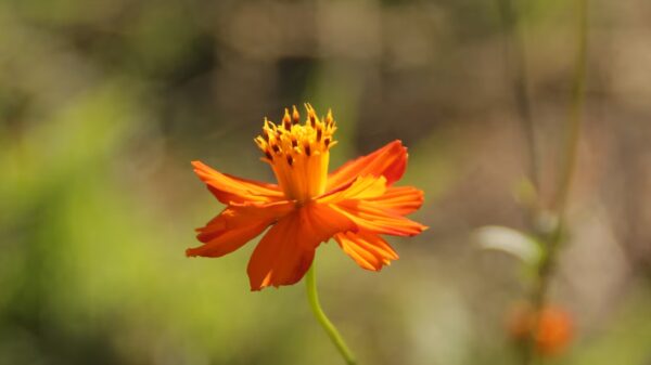 Cosmos "Crest Sunset" – Image 2