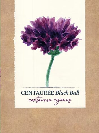 Centaurée "Black Ball" BIO