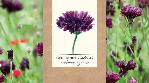 Centaurée "Black Ball" BIO