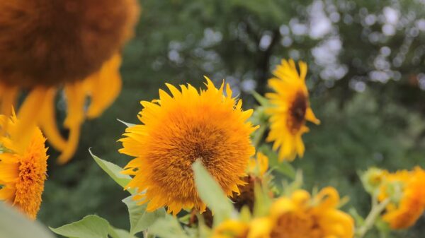 Tournesol "Semi-double" – Image 2