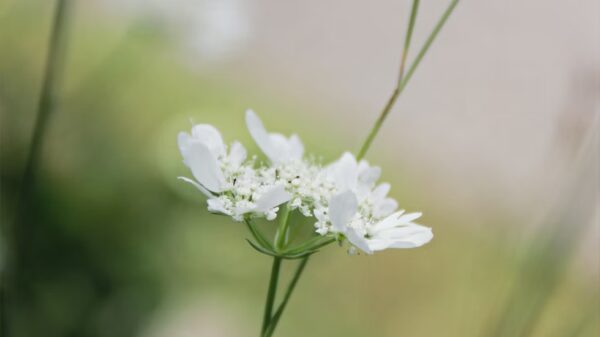 Orlaya Grandiflora BIO – Image 4