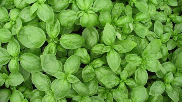 Basilic "Genovese" BIO – Image 3