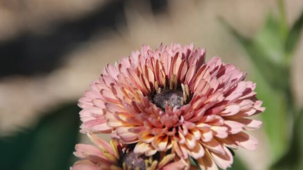 Rudbeckia "Sahara" – Image 3
