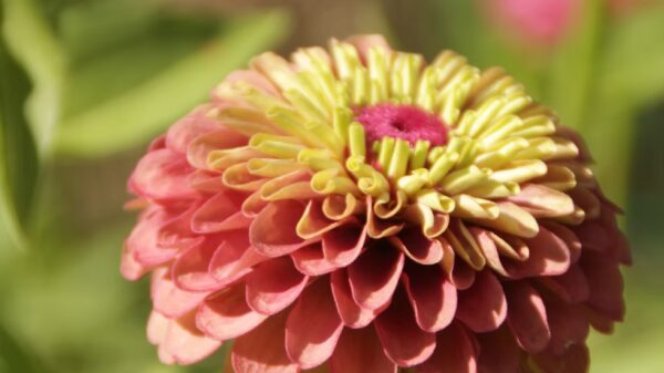 Zinnia "Queen Lime Red" – Image 3