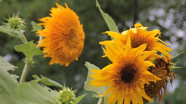 Tournesol "Semi-double" – Image 5