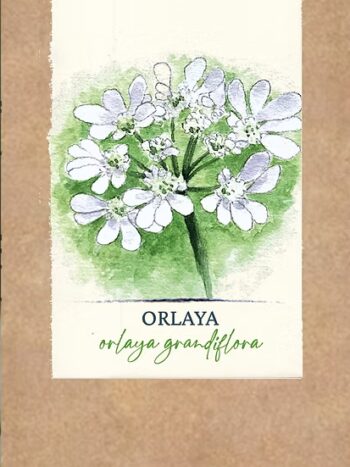 Orlaya Grandiflora BIO