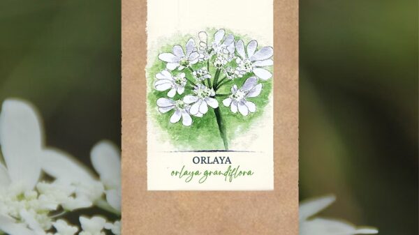 Orlaya Grandiflora BIO