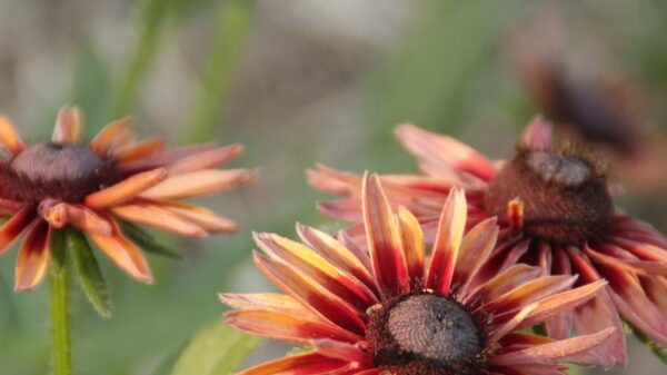 Rudbeckia "Sahara" – Image 7