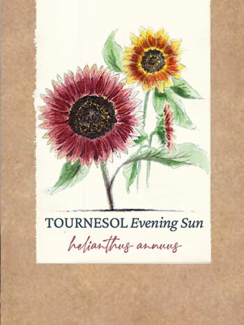 Tournesol "Evening Sun" BIO