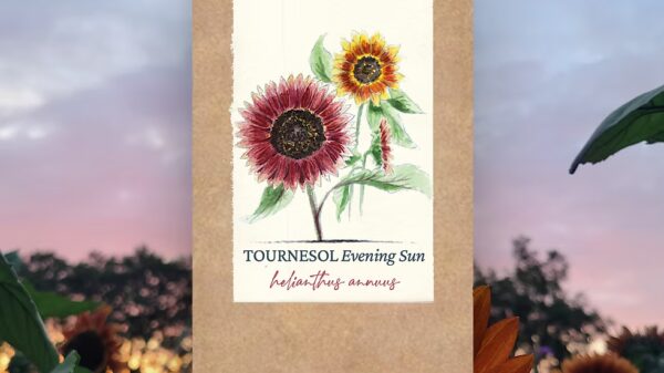 Tournesol "Evening Sun" BIO