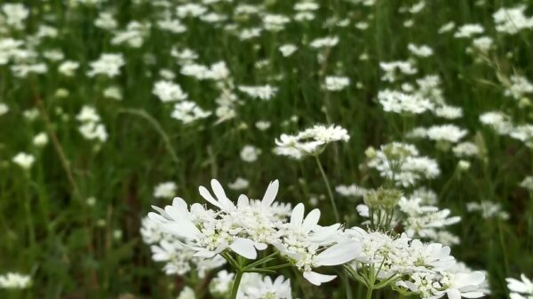 Orlaya Grandiflora BIO – Image 3