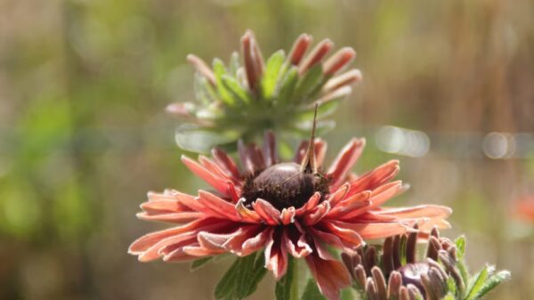 Rudbeckia "Sahara" – Image 4