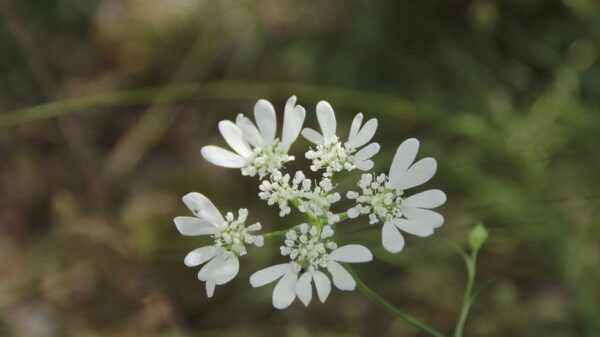 Orlaya Grandiflora BIO – Image 2