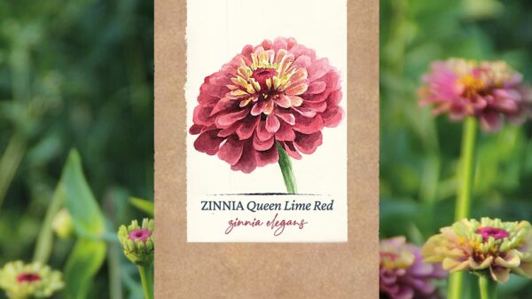 Zinnia "Queen Lime Red"