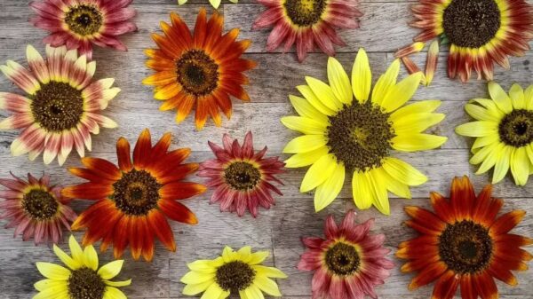 Tournesol "Evening Sun" BIO – Image 4